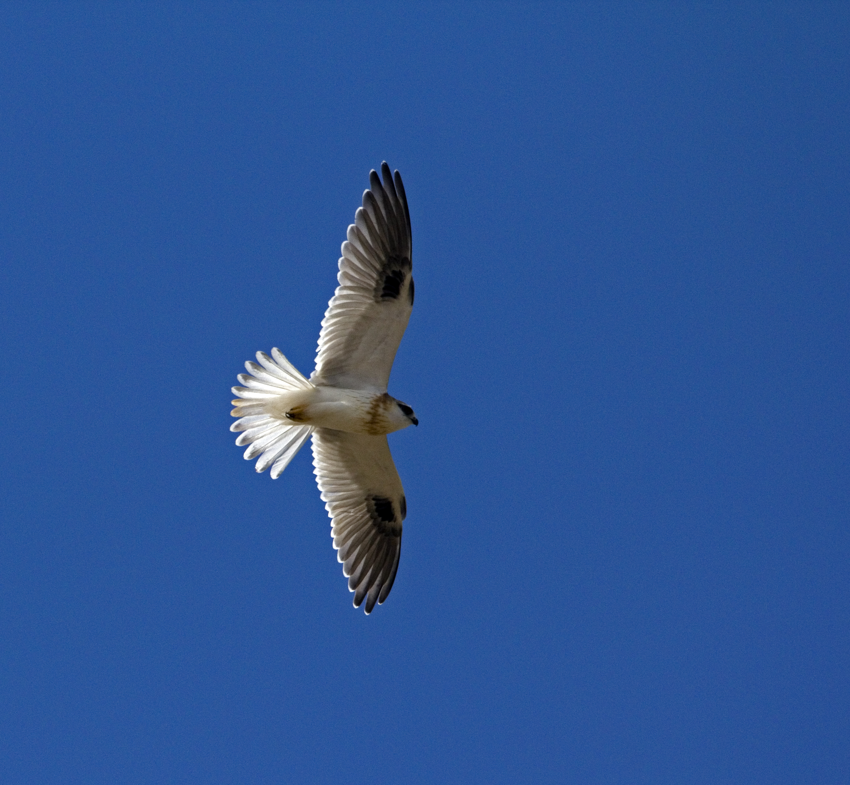Black-shouldered Kite (3)